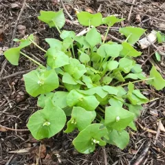 miner's lettuce thumbnail 2