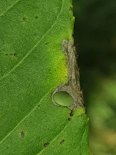 Coptodisca lucifluella thumbnail 2