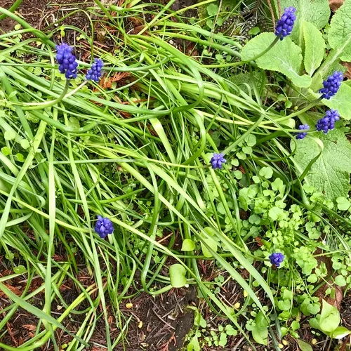 Garden Grape-hyacinth