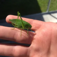 Rattler Round-winged Katydid thumbnail 2