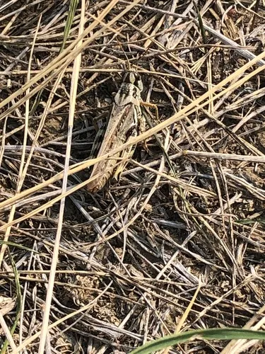 Gladston's Spur-throat Grasshopper