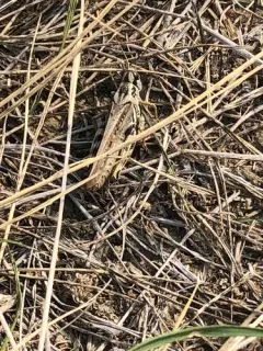 Gladston's Spur-throat Grasshopper thumbnail 1