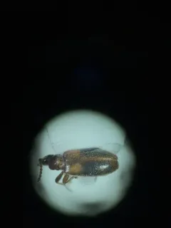 Omonadus formicarius thumbnail 3