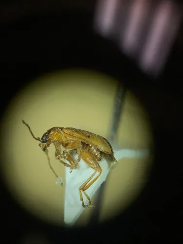 Luperaltica nigripalpis