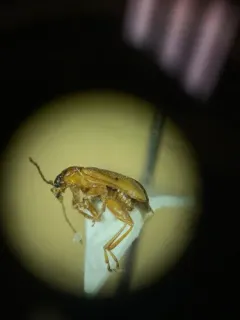 Luperaltica nigripalpis thumbnail 1