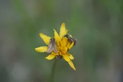 Heliolonche modicella thumbnail 2