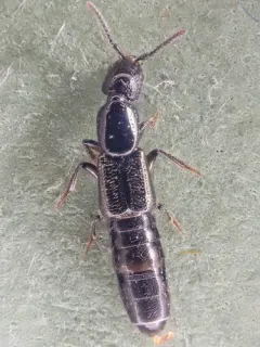 Broken-horned Rove Beetle thumbnail 2