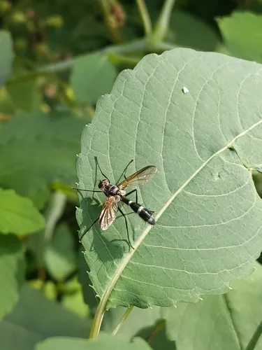 Cordyligaster septentrionalis
