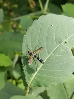 Cordyligaster septentrionalis thumbnail 1