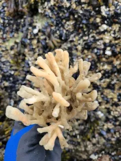 Glove Horny Sponge thumbnail 1