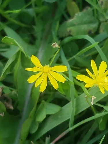 Yellow bristle-hair ixeris