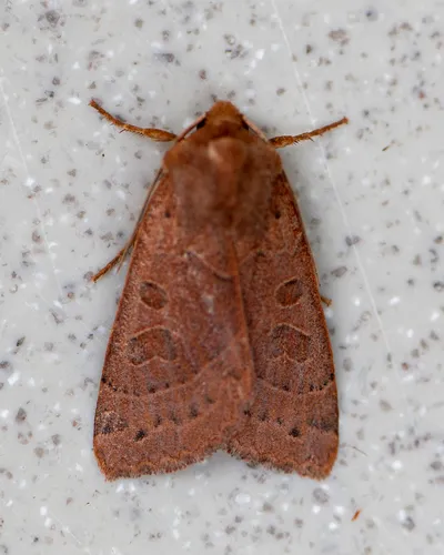 Mesogona subcuprea