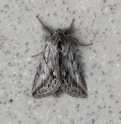 Ashy Pleromelloida Moth thumbnail 3