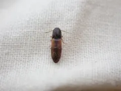 Idolus occidentalis thumbnail 2