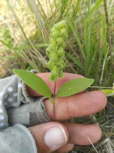 Sumpweed