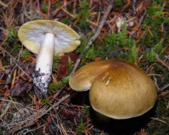 Tricholoma arvernense thumbnail 3