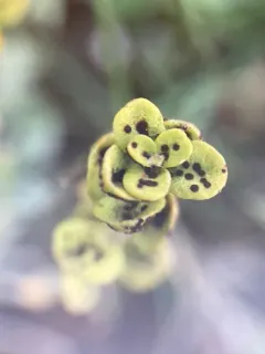 Puccinia aberrans thumbnail 2