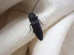 Megapenthes tartareus thumbnail 2