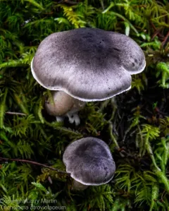 Tricholoma atroviolaceum thumbnail 3