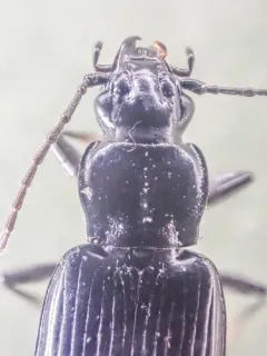 Diplous aterrimus thumbnail 2