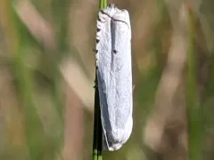 Hystrichophora vestaliana thumbnail 2