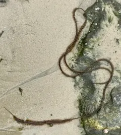 Mermaid's Tresses thumbnail 2