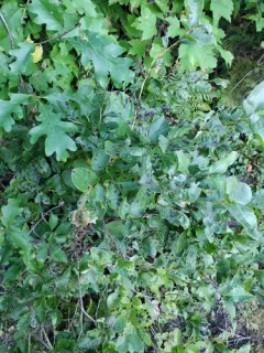 Rhytisma decolorans thumbnail 4