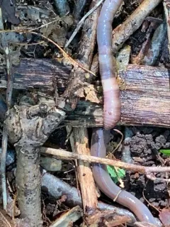 Large Jumping Worm thumbnail 3