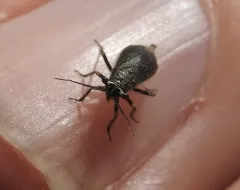 Labops hirtus thumbnail 1
