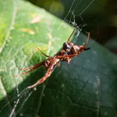Arrow-shaped Orbweaver thumbnail 2
