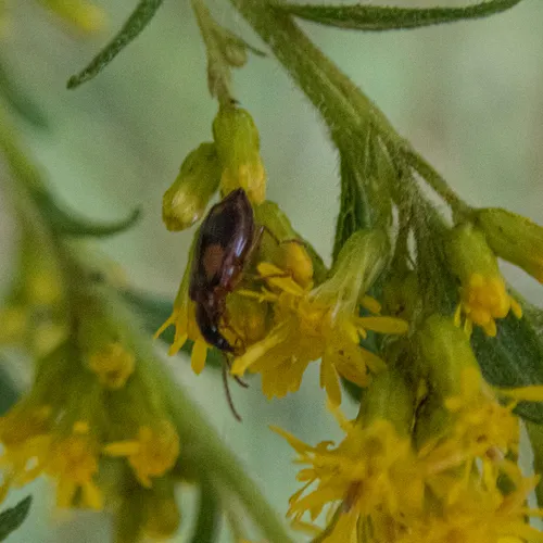 Lebia ornata