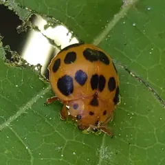 Squash Lady Beetle thumbnail 1