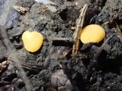 Boubovia luteola thumbnail 2