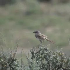 Sagebrush Sparrow thumbnail 2