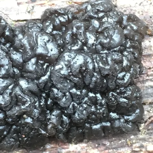 Black Witches' Butter