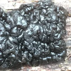 Black Witches' Butter thumbnail 1