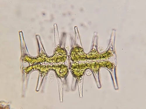 Micrasterias muricata
