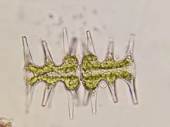 Micrasterias muricata thumbnail 1