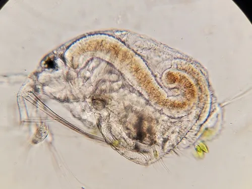 Streblocerus serricaudatus