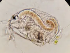 Streblocerus serricaudatus thumbnail 1
