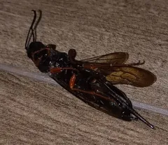 Blue Horntail thumbnail 4