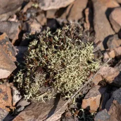 Thorn Lichen thumbnail 2