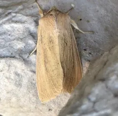 Large Wainscot Moth thumbnail 2