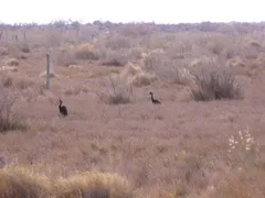 Limpkin thumbnail 5