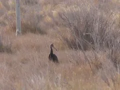 Limpkin thumbnail 4