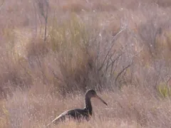 Limpkin thumbnail 2