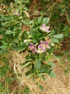 Chinese teaplant thumbnail 3