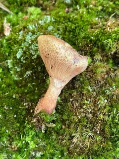 Bothia castanella thumbnail 2