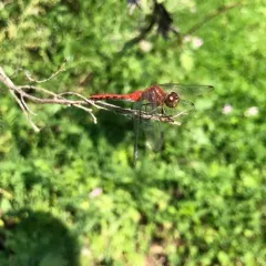 Cherry-faced Meadowhawk thumbnail 3