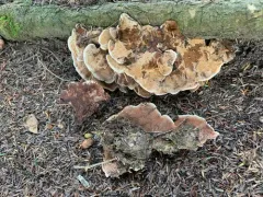 rosette tooth thumbnail 2